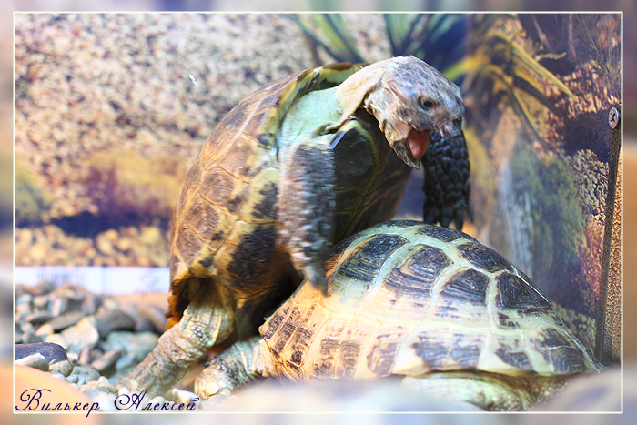 Фото жизнь (light) - Алексей Вилькер - корневой каталог - Черепаший кекс...