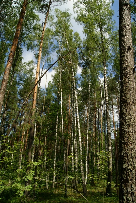 Фото жизнь