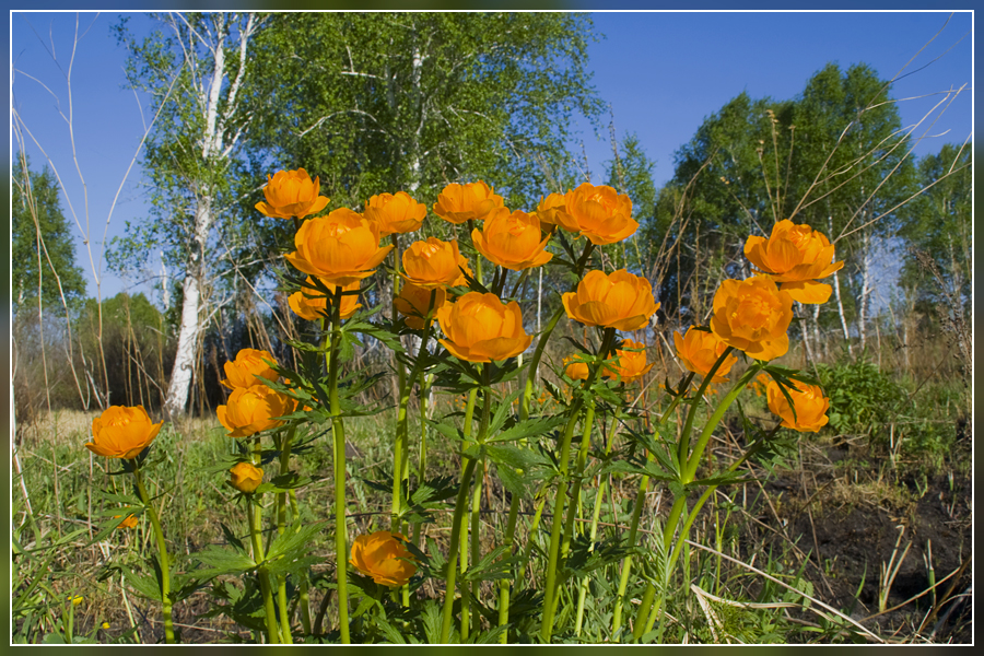 Фото жизнь (light) - Александр Крупский - корневой каталог - Огоньковый букетик