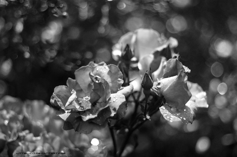 Фото жизнь (light) - lit - [nature&landscapes] - rose
