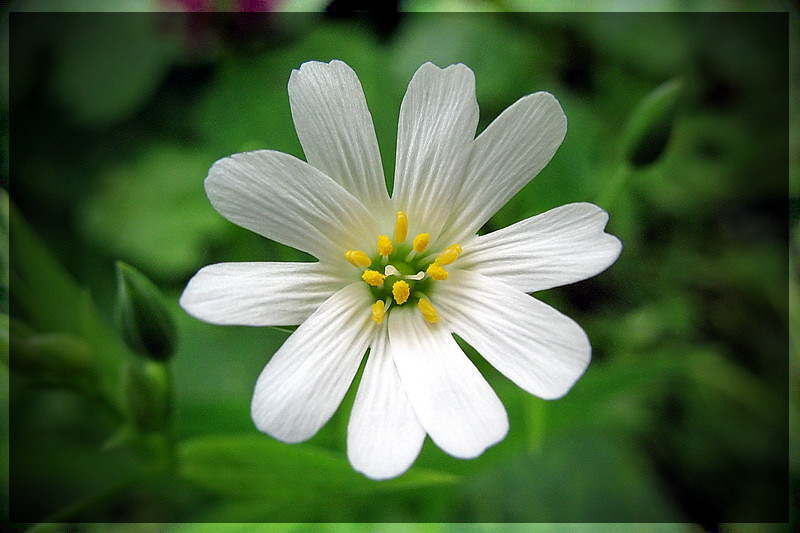 Фото жизнь (light) - RomS - корневой каталог - Квiтка