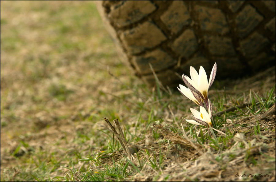 Фото жизнь (light) - Константин Васильев - корневой каталог - Такая хрупкая жизнь...