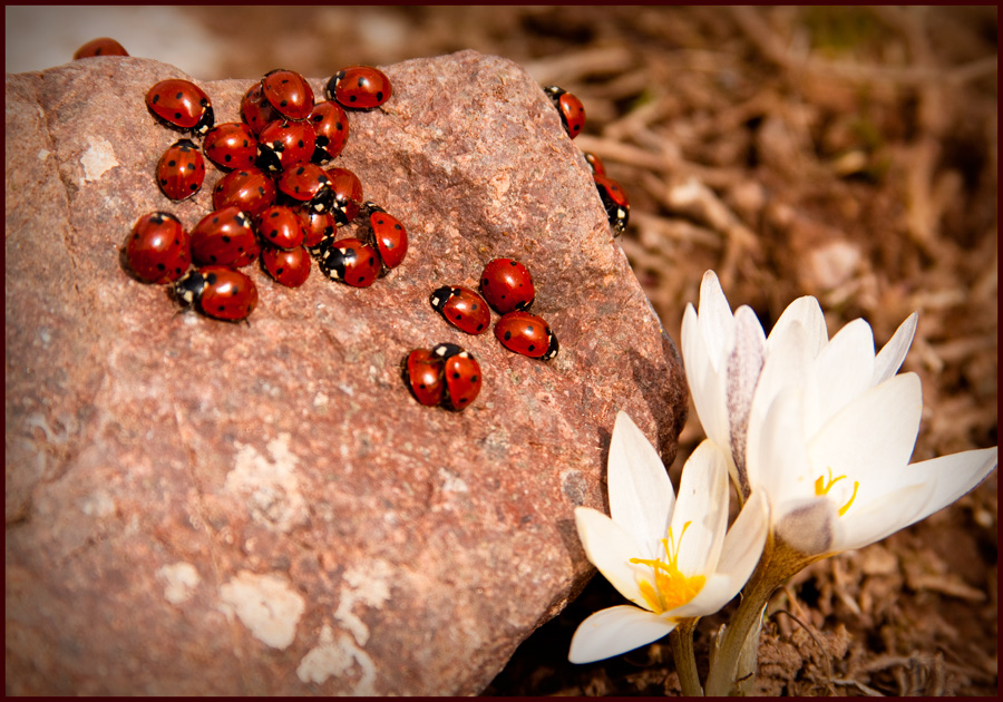 Фото жизнь (light) - Константин Васильев - корневой каталог - Весна! Букашки торжествуют!