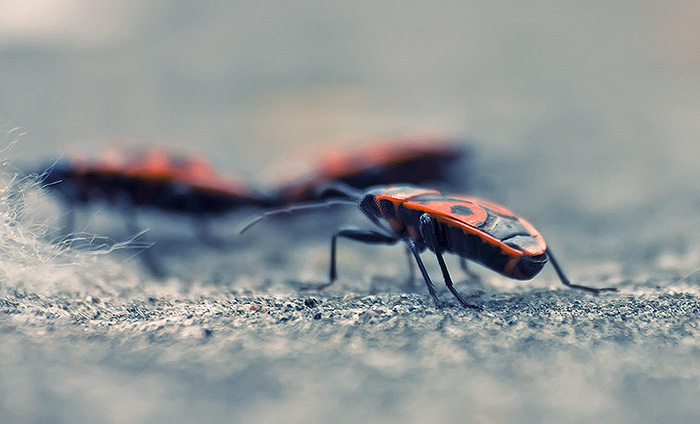 Фото жизнь (light) - Ольга Мазлова - макро, цветочки - жизнь насекомых. третий лишний