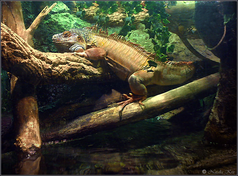 Фото жизнь (light) - natalik - корневой каталог - Игуана в одном из аквариумов Барселоны