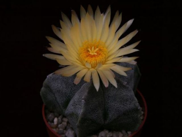 Фото жизнь (light) - Сергей Буров - флора - Astrophytum myriostigma