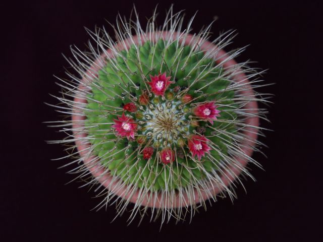 Фото жизнь (light) - Сергей Буров - флора - Mammillaria spinosissima