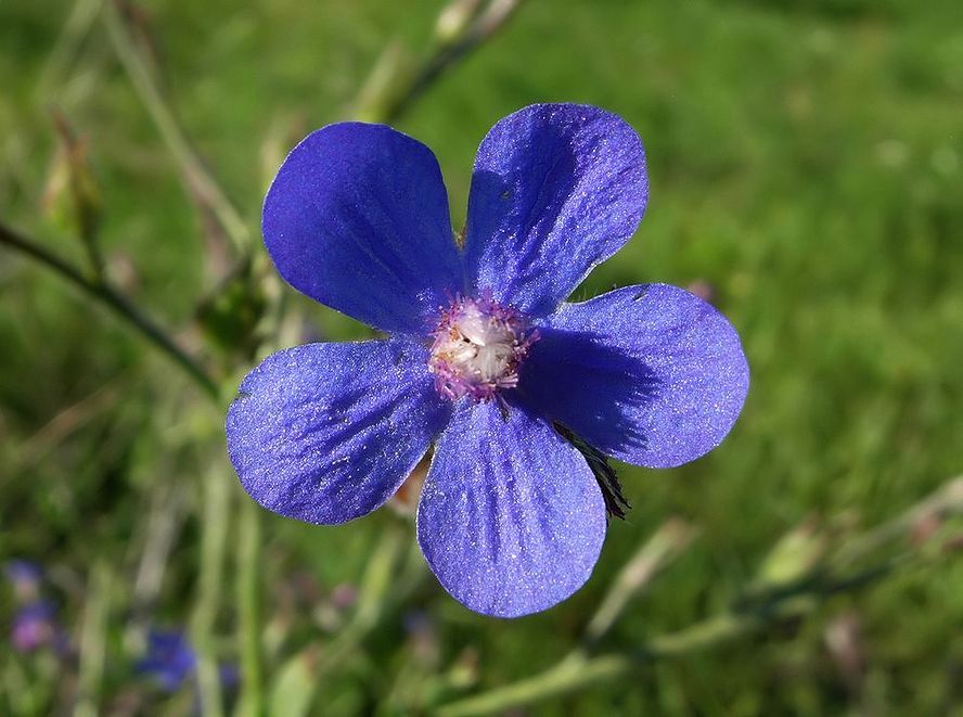Фото жизнь (light) - deer - флора фауна - ***