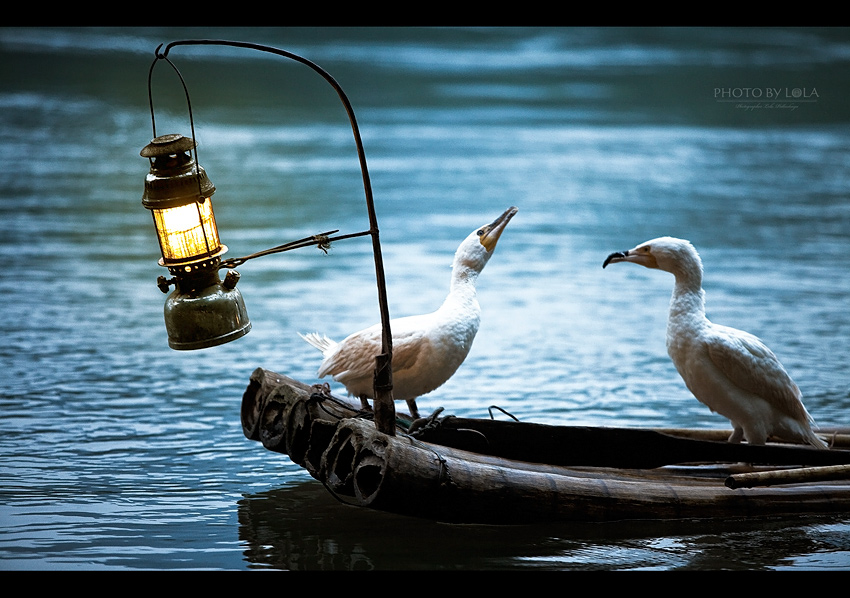 Фото жизнь (light) - © PHOTO BY LOLA - Гуйлинь - белые бакланы