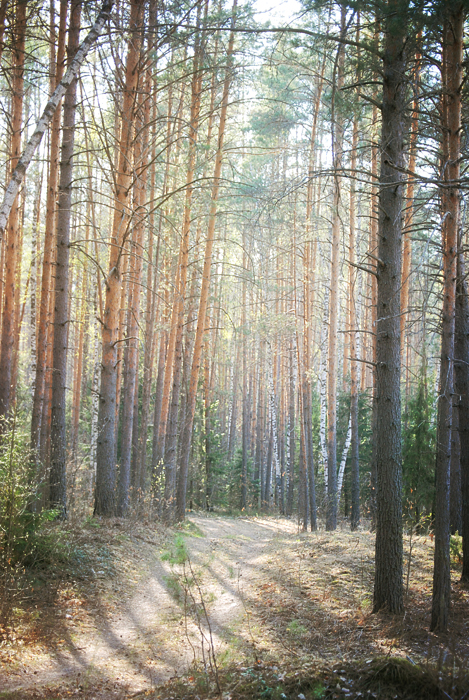 Фото жизнь (light) - Vifania - корневой каталог - Марийские леса