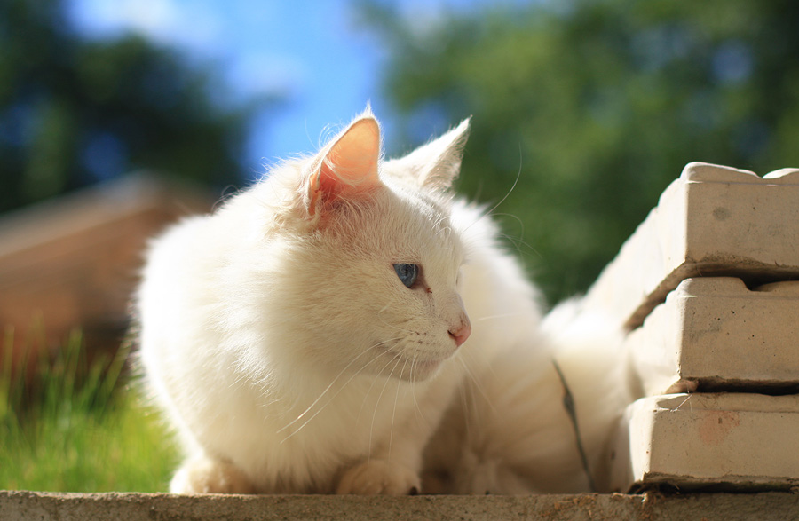 Фото жизнь (light) - Slavnaya - животные - white cat