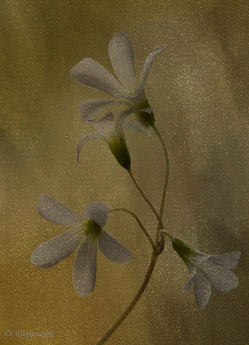 Фото жизнь (light) - Angela Wojtowska  - Цветы - цветочный вальс