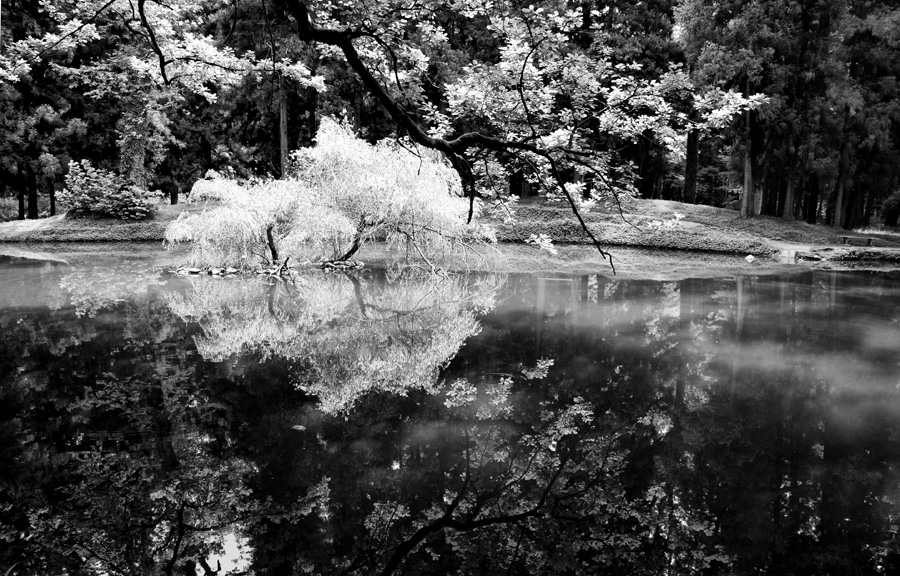 Фото жизнь (light) - natia apkhaidze - корневой каталог - weeping willow