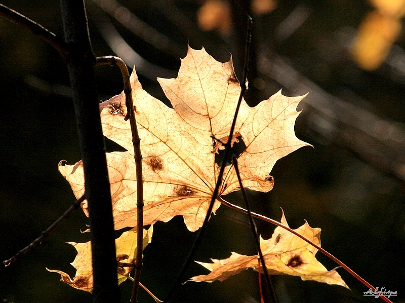 Фото жизнь (light) - Alfiya - макро..листушки.. и прочие явления с деревцами .. - ..послание осени..