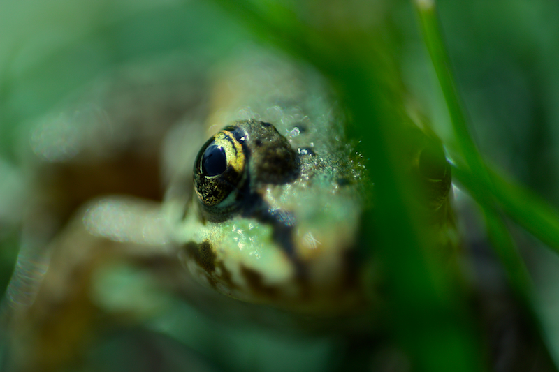 Фото жизнь (light) - AlexBes - Фотографии - Frog
