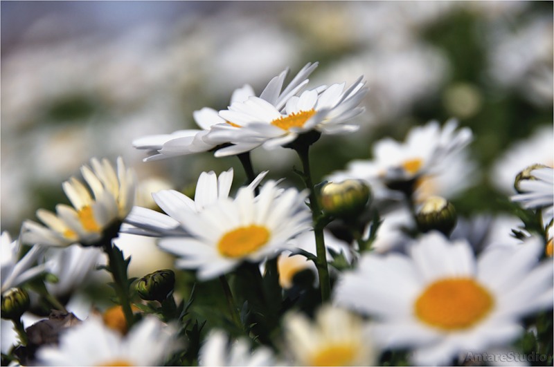 Фото жизнь (light) - Alexandra Kramskaya - Фотосъемка цветов - Для тебя родная мама...