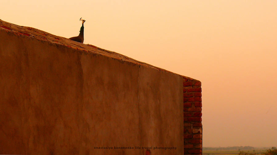 Фото жизнь - cococinema - корневой каталог - Peacock at a dawn in Vrindavan.