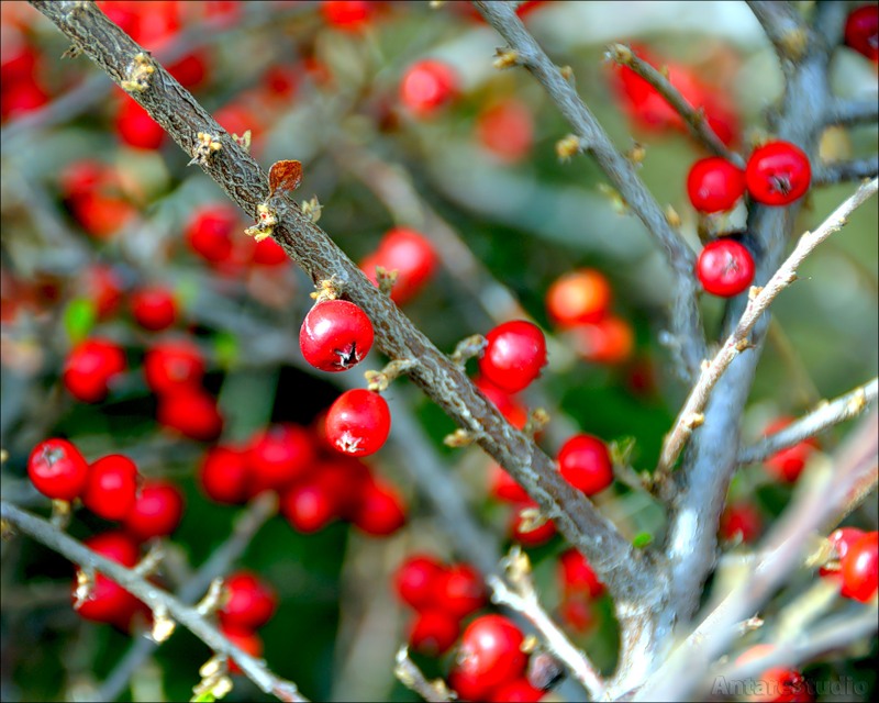 Фото жизнь (light) - Alexandra Kramskaya - Фотосъемка деревьев - Колючая ягода...