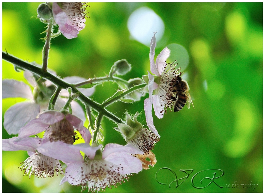 Рабочий полдень