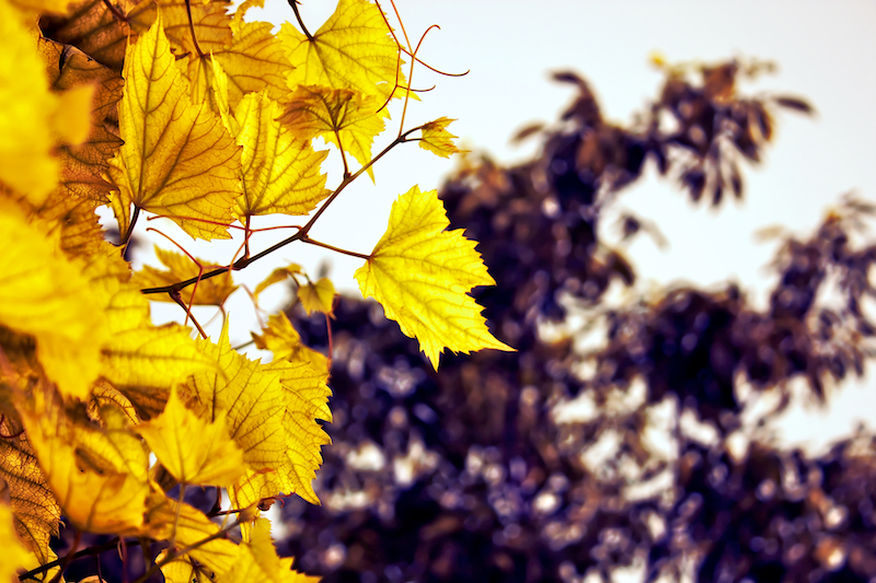 Фото жизнь (light) - AlexBes - Фотографии - Grape Leaves