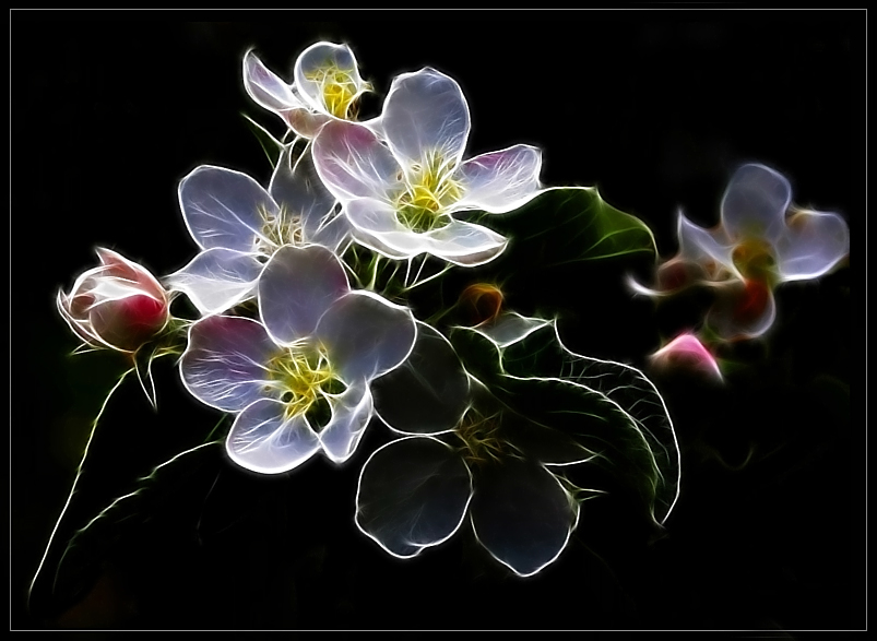 Фото жизнь (light) - serkot - Разное - Электроцветок