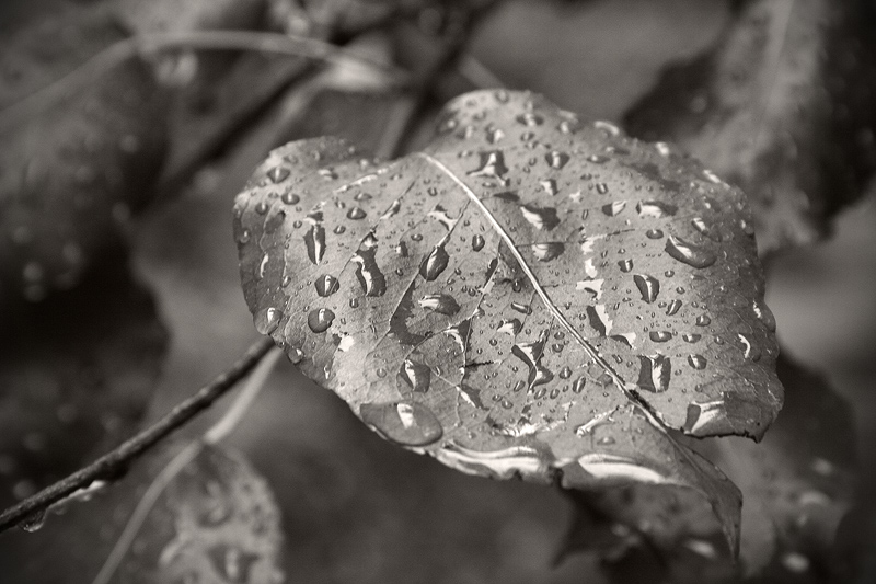 Фото жизнь (light) - pervoeaprelia - корневой каталог - dead leaf