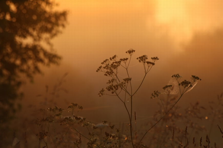 Фото жизнь - slonik-pa - корневой каталог - В лучах утреннего солнца