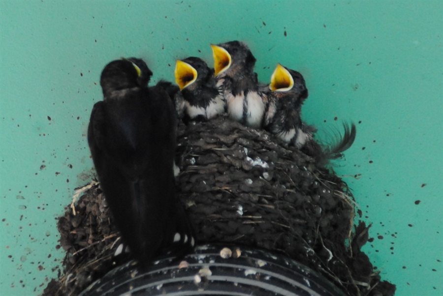 Желторотая кормежка