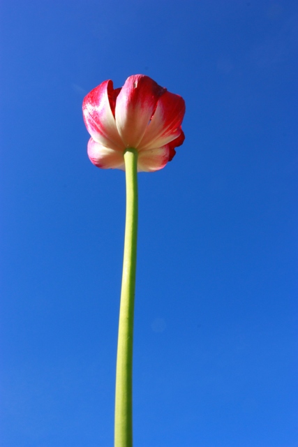 Фото жизнь (light) - futurama - корневой каталог - тюльпан