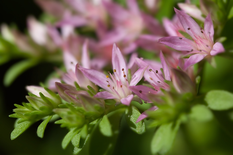 Властелин камней