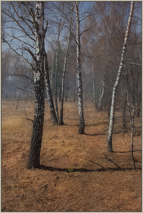 Фото жизнь - ПМ - корневой каталог - Про лес