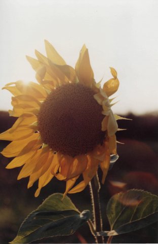 Фото жизнь (light) - Даниил Городецкий - корневой каталог - Sunflower