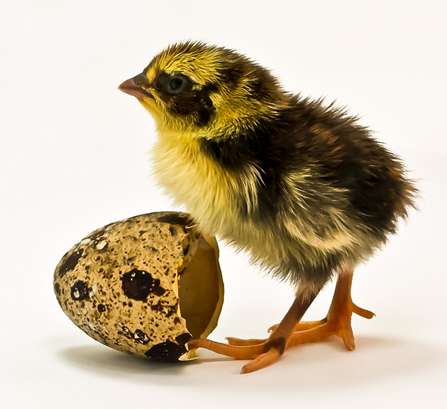 Фото жизнь - kuchum13 - животные - Тема дня: "Все живое - из яйца"