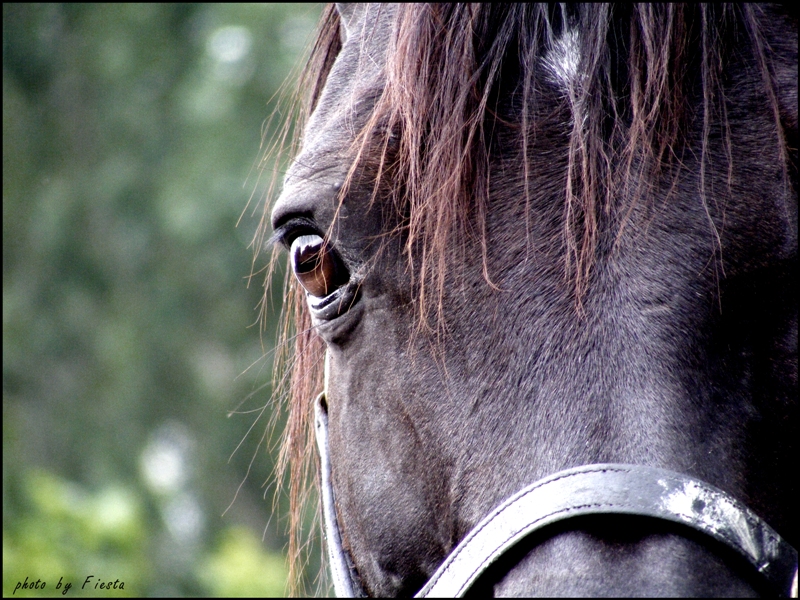Фото жизнь (light) - Hosya - корневой каталог - лошадь