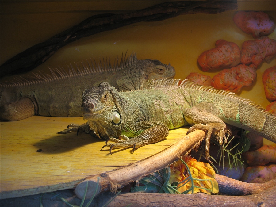 кошелёк