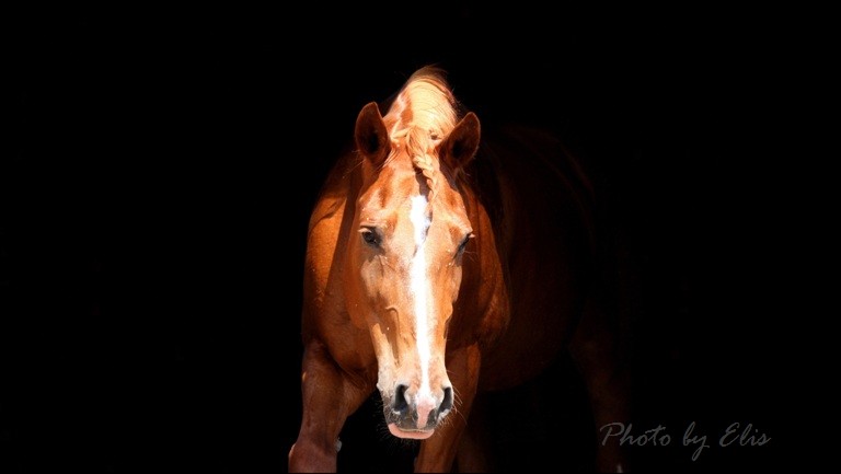Фото жизнь (light) - -ELIS- - Животные - из темноты..