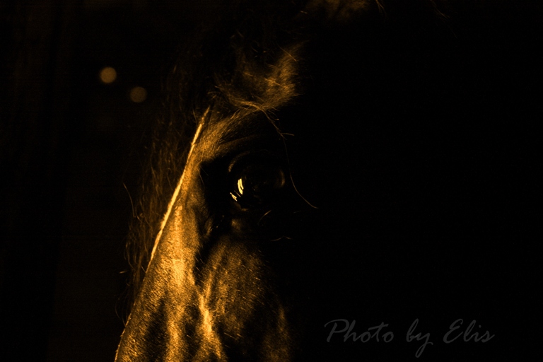 Фото жизнь (light) - -ELIS- - Животные - Темно