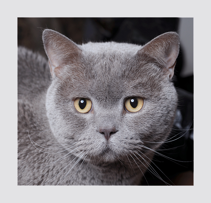 Фото жизнь (light) - Торгашева Светлана - Животные - портрет кота