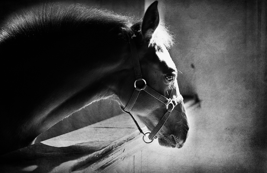 Фото жизнь (light) - NiKTA___Djefa - "Лошади" - "Жеребёнок Сашка и кусочки июльского утра"