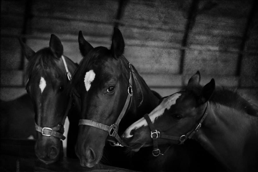 Фото жизнь (light) - NiKTA___Djefa - "Лошади" - "Звёздочка, пойдём со мной! Я уже почти научился открывать загон, ну давай!"