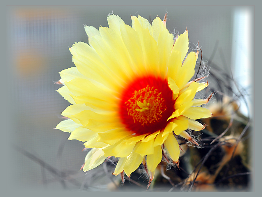 Фото жизнь (light) - Galij - корневой каталог - Цветок кактуса