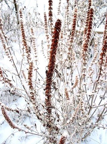 Фото жизнь - SNatalia - 1 - снежные цветы