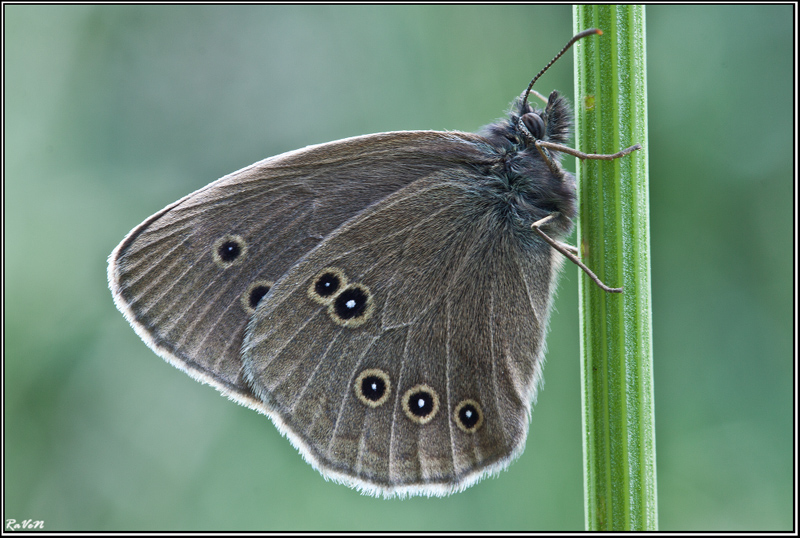 Фото жизнь (light) - Spaniot - Макро (Canon 50D) - Глазок цветочный (Aphantopus hyperantus)