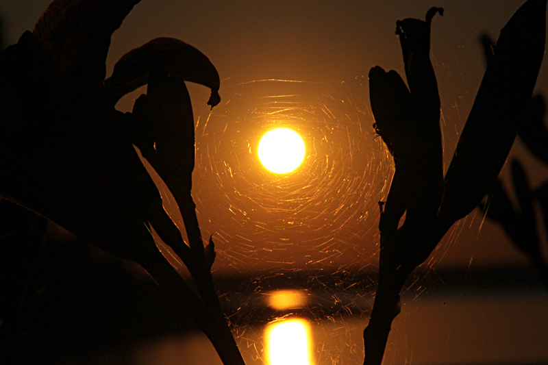 Фото жизнь - Антропова Елизавета - Природа - Паутина заката