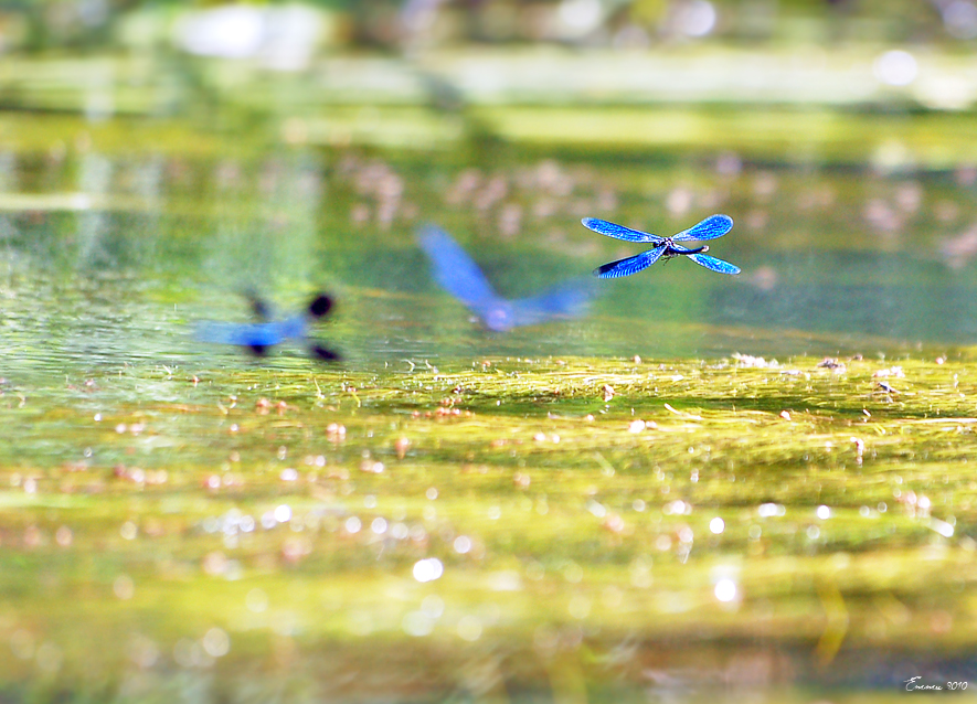 Фото жизнь (light) - emunilkin - Насекомые - Стрекозы....