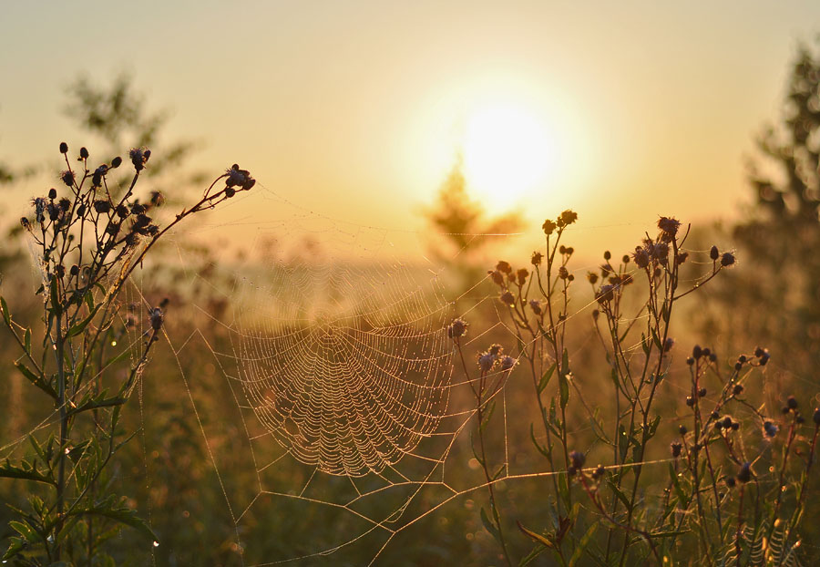 Фото жизнь (light) - Pastor - ПРИРОДА, ЦВЕТЫ - Утренний пейзаж с паутинкой