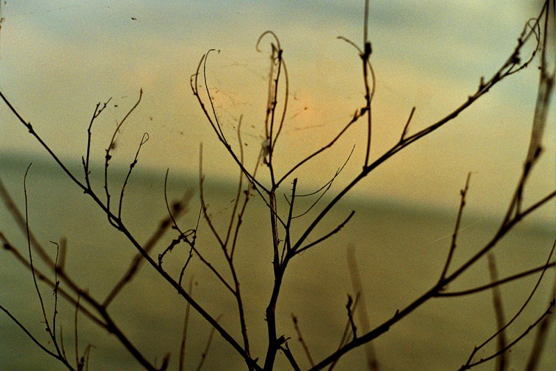 Фото жизнь (light) - Марина Тимофеева - Живое дерево - Моё дерево