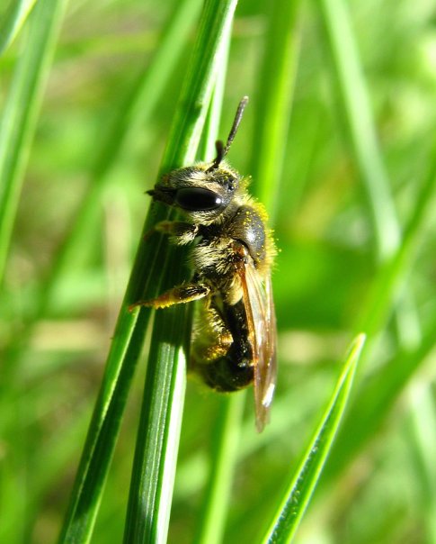 Фото жизнь (light) - Егор Карташов - Насекомые - Пчелка