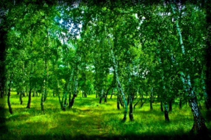 Фото жизнь (light) - Егор Карташов - Природа - Летний лес