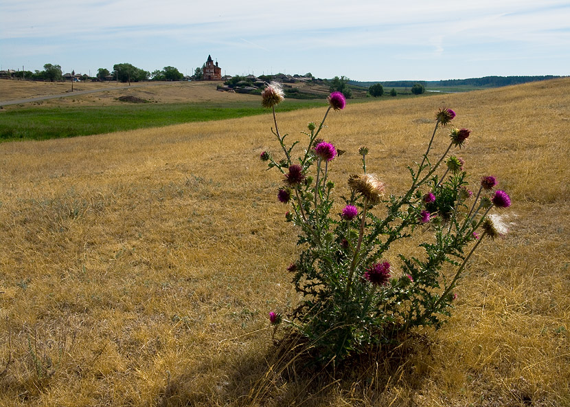 Фото жизнь (light) - Aushra - композиция - чертополох 1